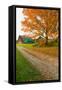 Autumn leaves, red barn and dirt path in Litchfield Hills of Connecticut-null-Framed Stretched Canvas