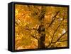 Autumn Leaves, Vermont, New England, USA-Demetrio Carrasco-Framed Stretched Canvas