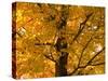 Autumn Leaves, Vermont, New England, USA-Demetrio Carrasco-Stretched Canvas