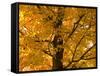 Autumn Leaves, Vermont, New England, USA-Demetrio Carrasco-Framed Stretched Canvas