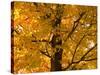 Autumn Leaves, Vermont, New England, USA-Demetrio Carrasco-Stretched Canvas