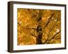 Autumn Leaves, Vermont, New England, USA-Demetrio Carrasco-Framed Photographic Print