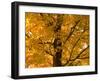 Autumn Leaves, Vermont, New England, USA-Demetrio Carrasco-Framed Photographic Print