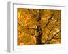 Autumn Leaves, Vermont, New England, USA-Demetrio Carrasco-Framed Photographic Print