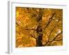 Autumn Leaves, Vermont, New England, USA-Demetrio Carrasco-Framed Photographic Print