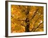 Autumn Leaves, Vermont, New England, USA-Demetrio Carrasco-Framed Photographic Print