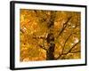 Autumn Leaves, Vermont, New England, USA-Demetrio Carrasco-Framed Photographic Print