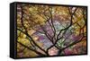 Autumn Leaves, Westonbirt Arboretum, Gloucestershire, England, UK-Peter Adams-Framed Stretched Canvas