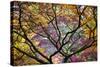 Autumn Leaves, Westonbirt Arboretum, Gloucestershire, England, UK-Peter Adams-Stretched Canvas