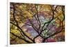 Autumn Leaves, Westonbirt Arboretum, Gloucestershire, England, UK-Peter Adams-Framed Photographic Print