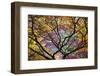 Autumn Leaves, Westonbirt Arboretum, Gloucestershire, England, UK-Peter Adams-Framed Photographic Print