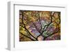 Autumn Leaves, Westonbirt Arboretum, Gloucestershire, England, UK-Peter Adams-Framed Photographic Print