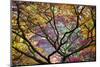 Autumn Leaves, Westonbirt Arboretum, Gloucestershire, England, UK-Peter Adams-Mounted Photographic Print