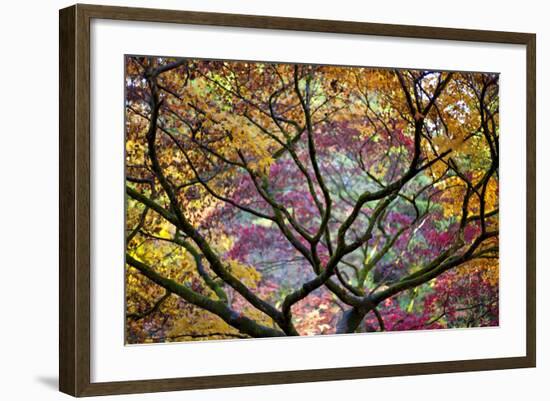 Autumn Leaves, Westonbirt Arboretum, Gloucestershire, England, UK-Peter Adams-Framed Photographic Print