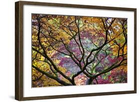 Autumn Leaves, Westonbirt Arboretum, Gloucestershire, England, UK-Peter Adams-Framed Photographic Print