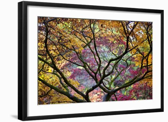 Autumn Leaves, Westonbirt Arboretum, Gloucestershire, England, UK-Peter Adams-Framed Photographic Print