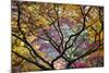 Autumn Leaves, Westonbirt Arboretum, Gloucestershire, England, UK-Peter Adams-Mounted Photographic Print