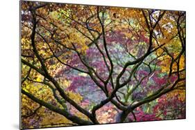 Autumn Leaves, Westonbirt Arboretum, Gloucestershire, England, UK-Peter Adams-Mounted Photographic Print