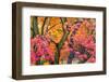 Autumn Leaves, Westonbirt Arboretum, Gloucestershire, England, UK-Peter Adams-Framed Photographic Print