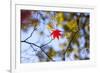 Autumn Leaves, Westonbirt Arboretum, Gloucestershire, England, UK-Peter Adams-Framed Photographic Print