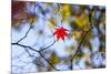 Autumn Leaves, Westonbirt Arboretum, Gloucestershire, England, UK-Peter Adams-Mounted Photographic Print