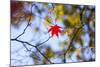 Autumn Leaves, Westonbirt Arboretum, Gloucestershire, England, UK-Peter Adams-Mounted Photographic Print