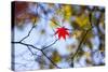 Autumn Leaves, Westonbirt Arboretum, Gloucestershire, England, UK-Peter Adams-Stretched Canvas