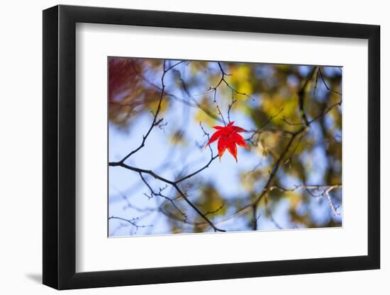 Autumn Leaves, Westonbirt Arboretum, Gloucestershire, England, UK-Peter Adams-Framed Photographic Print