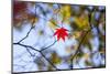 Autumn Leaves, Westonbirt Arboretum, Gloucestershire, England, UK-Peter Adams-Mounted Photographic Print