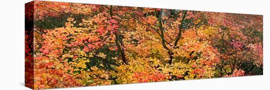 Autumn Leaves, Westonbirt Arboretum, Gloucestershire, England-null-Stretched Canvas