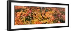 Autumn Leaves, Westonbirt Arboretum, Gloucestershire, England-null-Framed Premium Photographic Print