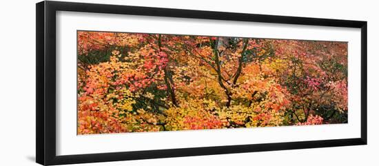 Autumn Leaves, Westonbirt Arboretum, Gloucestershire, England-null-Framed Photographic Print