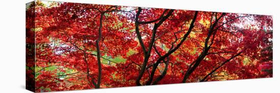 Autumn Leaves, Westonbirt Arboretum, Gloucestershire, England-null-Stretched Canvas