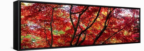 Autumn Leaves, Westonbirt Arboretum, Gloucestershire, England-null-Framed Stretched Canvas