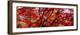 Autumn Leaves, Westonbirt Arboretum, Gloucestershire, England-null-Framed Photographic Print