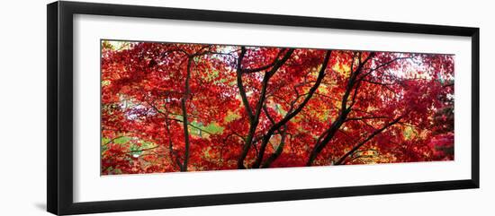 Autumn Leaves, Westonbirt Arboretum, Gloucestershire, England-null-Framed Photographic Print