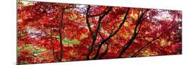 Autumn Leaves, Westonbirt Arboretum, Gloucestershire, England-null-Mounted Photographic Print