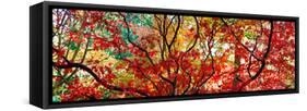 Autumn Leaves, Westonbirt Arboretum, Gloucestershire, England-null-Framed Stretched Canvas