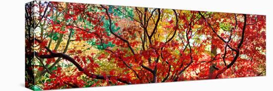 Autumn Leaves, Westonbirt Arboretum, Gloucestershire, England-null-Stretched Canvas