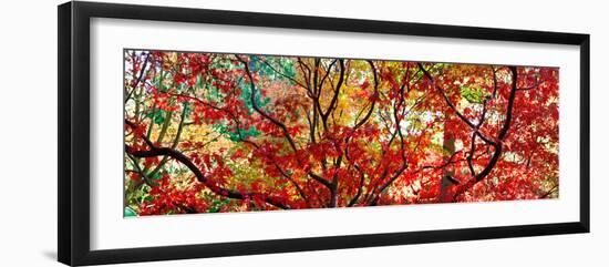 Autumn Leaves, Westonbirt Arboretum, Gloucestershire, England-null-Framed Photographic Print