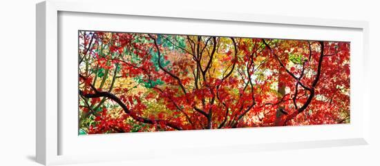 Autumn Leaves, Westonbirt Arboretum, Gloucestershire, England-null-Framed Photographic Print