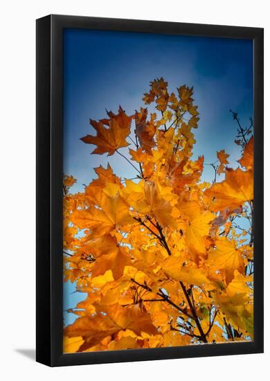 Autumn Leaves-null-Framed Poster