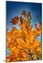 Autumn Leaves-null-Mounted Poster