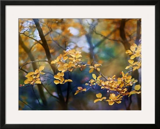 Autumn Leaves-Ursula Abresch-Framed Giclee Print