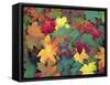 Autumn Leaves-John Miller-Framed Stretched Canvas