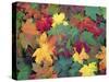 Autumn Leaves-John Miller-Stretched Canvas