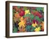 Autumn Leaves-John Miller-Framed Photographic Print