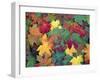 Autumn Leaves-John Miller-Framed Photographic Print