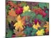 Autumn Leaves-John Miller-Mounted Photographic Print