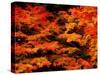 Autumn Leaves-null-Stretched Canvas